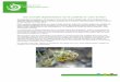 Une nouvelle réglementation sur la cueillette en cœur de ... REG CUEILLETTE.pdf · trois variétés de génépi, de la camomille du Piémont, de certaines baies (myrtilles, fraises