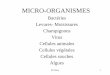 MICRO-ORGANISMES - Plateforme pédagogique · M.Nonus 2 Disciplines • Biologie • Biochimie • Microbiologie • Génie métabolique • Génie chimique • Génie génétique