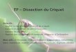 TP Dissection du Criquet - SVT – M POURCHERm.pourcher.free.fr/files/BCPST/TP-criquet-presentation.pdf · TP – Dissection du Criquet Objectifs : - Etudier la morphologie générale