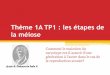 Thème 1A TP1 : les étapes de la méiose - En constructionsvt-dalaine.fr/svt/IMG/pdf/TS_Theme_1A_TP1_Les_etapes_de_la_meio… · Le cycle de développement de l’espèce ... Les