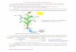 Les besoins des végétaux chlorophylliens.©tabo.pdf · spectre d’action les radiations qui sont efficaces lors de la photosynthèse (il se mesure notamment par le dégagement