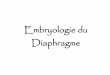 Embryologie du Diaphragme - gepi.orggepi.org/save/Lise/embryologie_diaphragme.pdf · Thorax : du grec cuirasse poitrine ... Le septum transversum apparaît à la troisième semaine