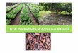 GT2: Productivité Accès aux Intrants · gq collecte du cacao et ... communication 6 Réaliser une étudevisant à mettre en place un 