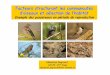 Facteurs structurant les communautés d’oiseaux et ... L3pro 2009.pdf · Les oiseaux : un bon modèle en Écologie des communautés ... Évolution de la végétation au cours d’une