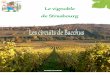 Le vignoble de Strasbourg - Les circuits de Bacchus · relier directement le Piémont des Vosges et le Vignoble de Strasbourg au ... est un label français de protection qui garantit