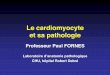 Le cardiomyocyte et sa pathologie - exalietco.free.frexalietco.free.fr/UE0710/cardiomyocyte/cardiiomyocytemasterFORNES... · •Diagnostic anatomo-pathologique également très difficile