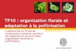 TP10 : organisation florale et adaptation   la pollinisation .Mobiliser des connaissances des TP