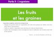 Les fruits et les graines - ekladata.comekladata.com/.../perso/Travaux-pratiques/Diapo_TP_fruits_graines.pdf · dégager les grands traits de l’organisation de fruits et de graines