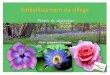 Végétalisation et - cdn2_3.reseaudescommunes.frcdn2_3.reseaudescommunes.fr/cities/476/documents/blg0fj4ez7v1kw.pdf · Capucine comestible Fleurs, feuilles, graines Jaune à œu