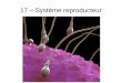 17 – Système reproducteur - Sciences.tips · Reproduction Dans quel but ? ... C'est pas sorcier (13min20s) Le cycle des règles. Created Date: 5/27/2017 2:52:15 PM 