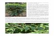 Le mahonia hybride ) de la famille des berbéridacées · l’hiver et qui permettent aux butineuses de trouver quelques gouttes de nectar et quelques grains de pollen lors de leurs
