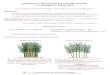 3-comment retenir et entretenir un bambou FRplanbuisson.com/.../5-comment-retenir-et-entretenir-un-bambou-FR.pdf · Si le bambou semble fatigué, pour lui redonner de la vigueur et