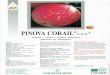  · abricot cerise Pêche & nectarine Corail@ Pinova et cov poire Pomme mutants Variété de pomme bicolore ... arbre facile à conduire, rendement et potentiel de calibre élevés,