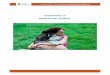 Chapitre 13 Bien-être animal - Leefmilieu Brussel (BIM) · PDF filePAGE 3 SUR 31 - VADE-MECUM - CHAPITRE 13 – BIEN-ETRE ANIMAL VERSION DU 31/07/2016 - par des refuges pour animaux,