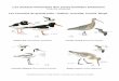 Les oiseaux hivernants des zones humides bretonnes    Illustrations issues du â€œGuide Ornithoâ€‌,