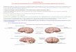 Chapitre 16- Le cortex sensoriel et la plasticité cérébrale · Le terme neuroplasticité désigne les facultés de réorganisation que l'on a mis en évidence dans le système
