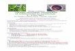 Stage pratique Plantes sauvages comestibles et ... - …objectifgaia.info/wp...plantes-printemps-au-Tiocan_3-4-juin-2017.pdf · Plantes sauvages comestibles et médicinales au printemps