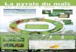 La pyrale du maïs - Agri-Réseau : Le savoir et l ... · La Pocatière Notre-Dame-du-Lac ...  Pyrale du maïs et bon moment pour pulvériser l'insecticide sur la culture du 