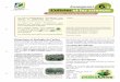 Enseignant 6.1 L’olivier et les scienceshuiles-et-olives.fr/wp-content/uploads/depliants/Sciences_Complet.pdf · Botanique et biologie de l’arbre Le troène, le lilas et le frêne