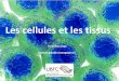 Dr Gaëtan Jego (gaetan.jego@u-bourgogne.fr) · INTRO 1) Quelques définitions : Cellule = Unité structurale et fonctionnelle de tous les organismes (végétaux et animaux) • Nom
