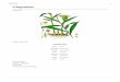 Gingembre - doc-developpement-durable.orgdoc-developpement-durable.org/.../gingembre/Gingembre.pdf · des Zingiberaceae dont on utilise le rhizome en cuisine et en médecine traditionnelle