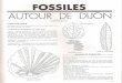 fossiles autour dijon 132 novembre 1986 - hybodus.free.frhybodus.free.fr/min_et_foss/fossiles_autour_dijon_132_novembre... · FOSSILES AUTOUR DE DIJON G.R.A.S.T. (Troisième partie)