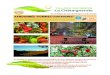 Au carrefour du Lot, de l’Aveyron et du Cantal … · Grillée de châtaignes dans le Cantou et dégustation de jus de pommes frais, visite des vergers de Colette à la Maison de