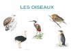 LES OISEAUX - geraldine-loot.weebly.comgeraldine-loot.weebly.com/uploads/4/0/4/4/40448591/iii-oiseaux.pdf · •Ordre Psittaciformes (320 sp) –Perroquet •Ordre Apodiformes (400