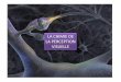 LA CHIMIE DE LA PERCEPTION VISUELLEelecoix.free.fr/classes/docs_1L-ES/Cours 2013/02 COURS Chimie... · LA CHIMIE DE LA PERCEPTION VISUELLE ... TP Transmission synaptique . Si on stimule