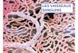 LES VAISSEAUX SANGUINS - somasimple.com · PLAN DU COURS: LES VAISSEAUX SANGUINS (chap.20) ... Lieu où se font les échanges entre le sang et les cellules