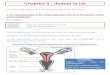 Chapitre 5 : donner la vie - Académie de Rouencolleges.ac-rouen.fr/courbet/spipuser/IMG/pdf/Donner_la_vie_doc... · Le dioxygène et les nutriments passent du sang de la mère dans