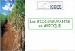 Les BIOCARBURANTS en AFRIQUE - Agri-Réseau : … · telles après avoir été pressées à froid. Elles peuvent être utilisées (jusque 100 %) comme biocarburant pour tous les moteurs