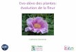 Evo-dévo des plantes: évolution de la fleur - moulon.inra.frmoulon.inra.fr/~ddevienne/UE_GPP_2016-2017/Présentations/Evodevo... · Plan du cours • Organisation de la fleur et