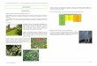 BIODIVERSITE Critères de choix pour les plantations ... · Critères de choix pour les plantations : utilisation de plantes et d’essences locales, adaptées aux conditions climatiques