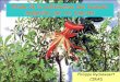 Etude de la pollinisation des baobabs malgaches par … · • visiteur de fleur pas nécessairement pollinisateur • insectes, lémuriens, oiseaux… • selon morphologie, physiologie