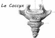 Le Coccyx - Accueilgepi.org/save/Lise/coccyx.pdf · Biomécanique Bilan : c'est une zone ayant un fort « arsenal fibreux » (ligt sarco-tubéral, sacro-épineux, sacro-coccygien