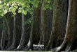 , Les arbres de Chamars. Alain ROBBE - alex64.free.fralex64.free.fr/Absolument_tout_sur_tout/Calendrier-Ville-de-Bes... · Alexis Bernadette Gabin Aimée Damien Isabelle ... Boris