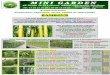 Production pépinière: tarifs, tailles et descriptifs … Bambous.pdf · PHYLLOSTACH. AUREOCAULIS TAILLE = Bambou avec rhizomes Feuilles étroites vert clair, tiges rigides jaune