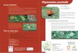 Fiche Phytoseiulus persimilis:Mise en page 1 - croppp.orgcroppp.org/IMG/pdf/Fiche_Phytoseiulus_persimilis_BAT4_cle824f2d.pdf · Stratégies - Préconisations Avant de procéder au