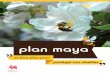 plan maya - wallonie.be · place le plan « maya », permettant ainsi à chacun d’entre nous d’agir au quotidien en faveur des abeilles. Préservons ensemble notre biodiversité,