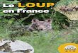 Le LOUP en France - ferus.fr · 4 Le loup est une espèce sociale dont les populations sont structurées en groupes familiaux appelés meutes. Celles-ci se composent d’un couple