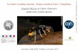 Le frelon à pattes jaunes, Vespa velutina (Hym. Vespidae ... · Un prédateur d’abeilles bien connu en Asie Apis cerana vs Vespa velutina auraria (Népal) Abrol. J. 2006. Apic