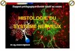HISTOLOGIE DU SYSTÈME NERVEUX - atlas-dermato.org · I - Introduction • Le système nerveux se définit par la fonction de communication (propriété de percevoir, de traiter,