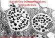 Bactéries intracellulaires obligatoires - roneo07.free.frroneo07.free.fr/Intracellulaires.pdf · Légères leucopénie et thrombocytopénie Aggravation : leucopénie et thrombocytopénie