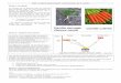 DM : la plante domestiquée : petite histoire de la carotte ...beaussier.mayans.free.fr/IMG/pdf/DM_carotte.pdf · Analysez les documents puis proposez une hypothèse pour expliquer