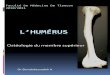 L’huméruss3.e-monsite.com/2010/11/13/43861086l-humerus-pdf.pdfDéfinition: L’humérus forme a lui seul le squelette du bras. Os long paire et asymétrique. Il s’articule en