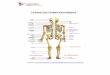 LEXIQUE DES TERMES ANATOMIQUES - otimroepmq.ca Anatomie fonctionnelle appliquée à l’ostéopathie crânienne. France : Édition Elsevier Masson Smeltzer, S. et Bare, B. (2006)