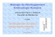 Biologie du Développement Embryologie Humainecoursl3bichat2012-2013. · PDF fileUniversité Paris 7 Diderot Faculté de Médecine DCEM1 Développement du tractus hépato-gastro-intestinal