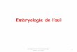 Embryologie de l’œil - medecine.ups-tlse.fr oeil V2.pdf · Embryologie de l’œil 1 Histologie de l'oeil ‐Pr M Courtade‐Saïdi ‐ ... Si gène à l’écoulement: glaucome