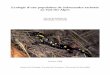 Ecologie d’une population de Salamandre tachetée au Sud ... · Ecologie d’une population de Salamandre tachetée au Sud des Alpes Travail de diplôme de Alessandro Catenazzi